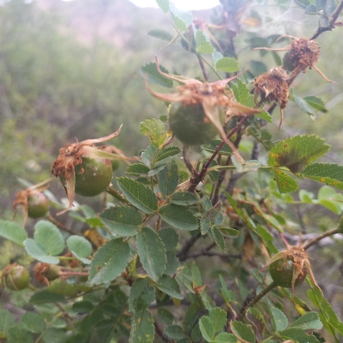 Rosa platyacantha, photograph 3