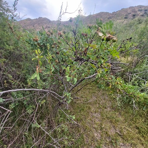 Rosa platyacantha, photograph 4