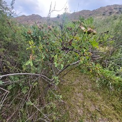 (c) Alexander Dubynin, some rights reserved (CC BY) Rosa platyacantha, photograph (c) Alexander Dubynin, some rights reserved (CC BY)