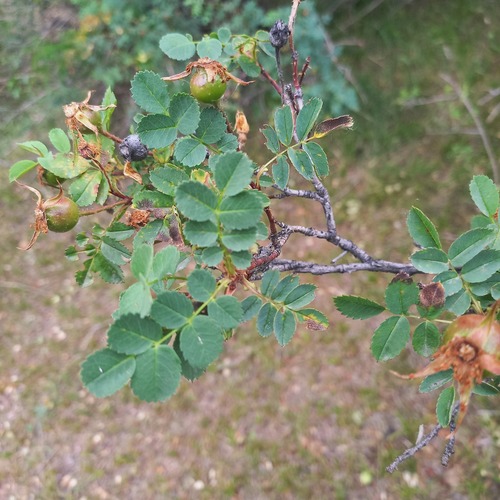 Rosa platyacantha, photograph 5