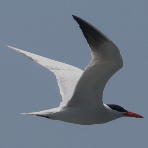 iNaturalist observation photo of Caspian Tern