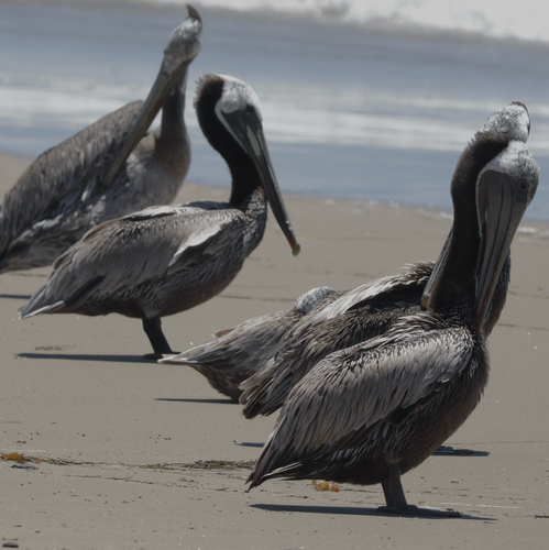 iNaturalist observation photo of Brown Pelican