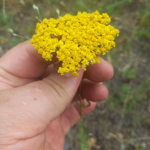 Achillea arabica, photograph 5