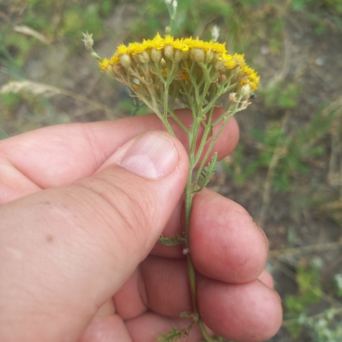 Achillea arabica, photograph 4