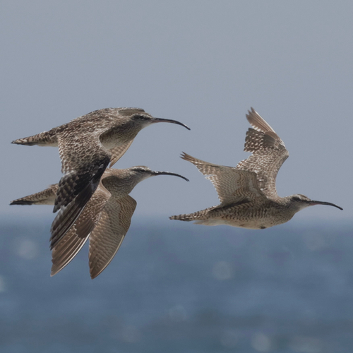 iNaturalist observation photo of Hudsonian Whimbrel