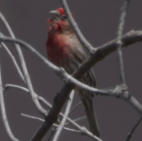 iNaturalist observation photo of House Finch