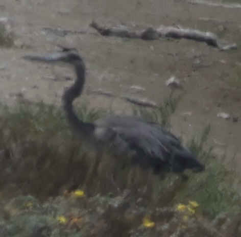 iNaturalist observation photo of Great Blue Heron