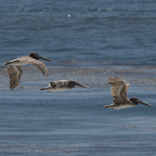iNaturalist observation photo of Brown Pelican