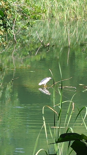 Black-crowned Night Heron