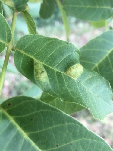 Walnut Blister Mite