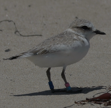 iNaturalist observation photo of Snowy Plover