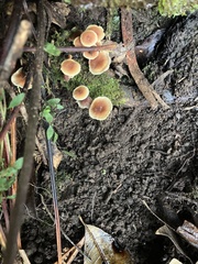 Sulphur Tuft