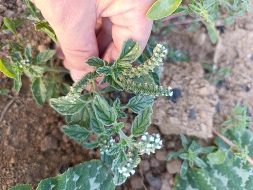 European heliotrope