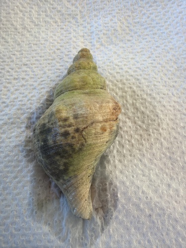 Penion sulcatus, 2026-06-29