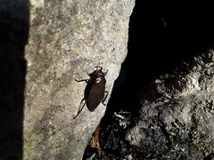 Nepoidea