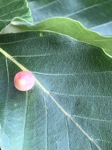 Beech Gall Midge