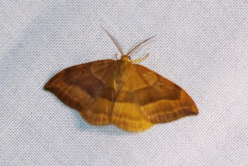 Barred Hook-tip, 6874 Wolfheze, Nederland, photo 10 of 10