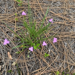 Callisia graminea