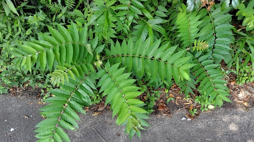 tree-of-heaven