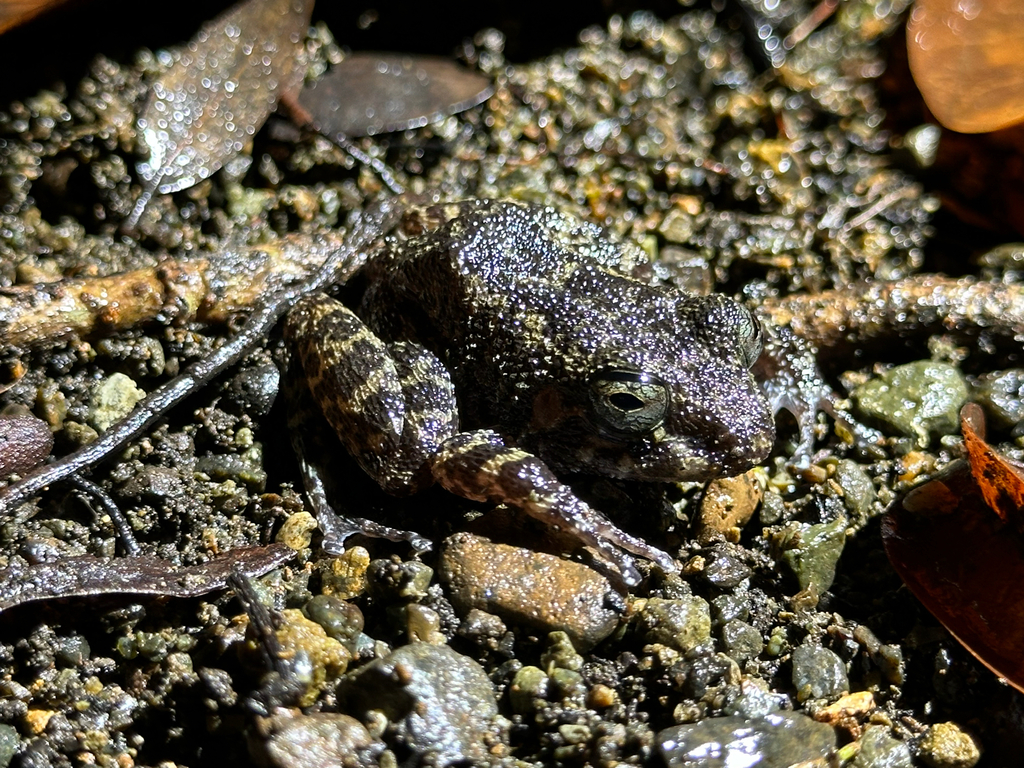 Alcalus mariae