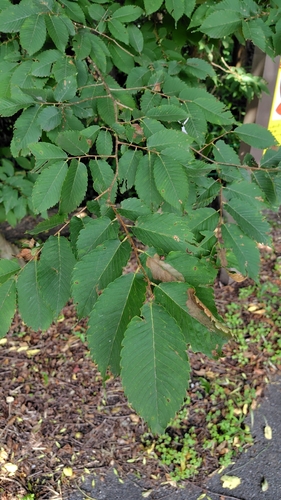 Japanese zelkova