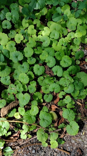 Glechoma grandis