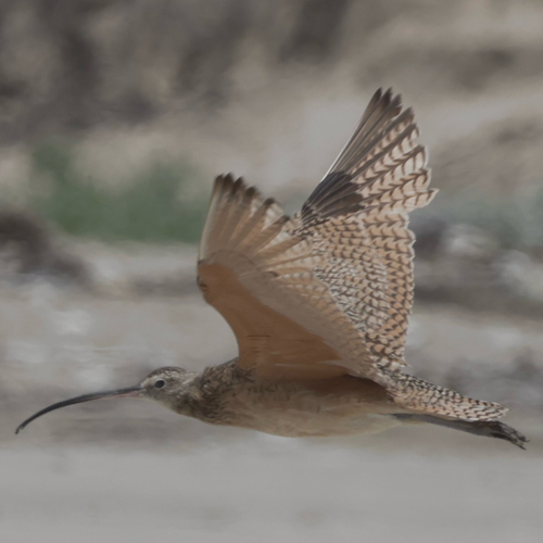 iNaturalist observation photo of Long-billed Curlew