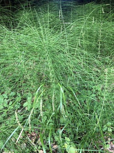 great horsetail