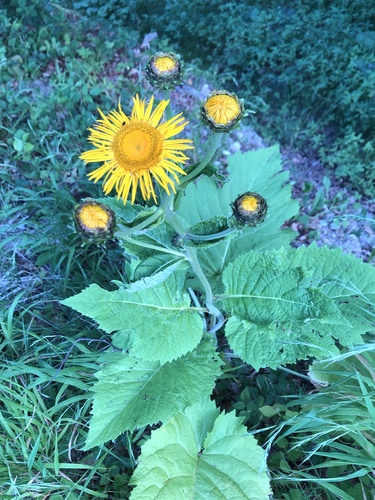 Yellow Oxeye