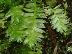 Plagiothecium nemorale