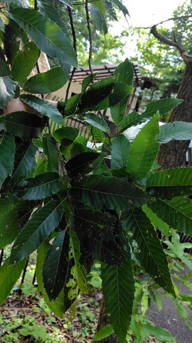 Japanese Chestnut