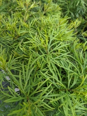 Coreopsis verticillata