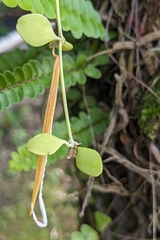 (c) 許文俊, some rights reserved (CC BY-SA) Dischidia formosana, photograph (c) 許文俊, some rights reserved (CC BY-SA)