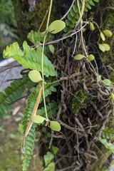 (c) 許文俊, some rights reserved (CC BY-SA) Dischidia formosana, photograph (c) 許文俊, some rights reserved (CC BY-SA)