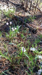 Phlox nivalis