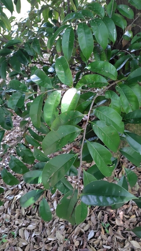Itajii chinkapin