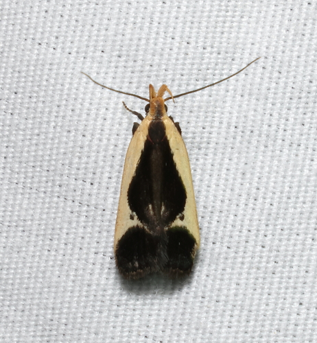 Cream-edged Dichomeris Moth and Allies photo 3