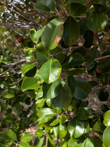 Manilkara kauki, photograph 3