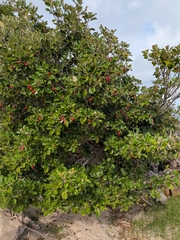 Manilkara kauki, photograph (c) Matt B, some rights reserved (CC BY)