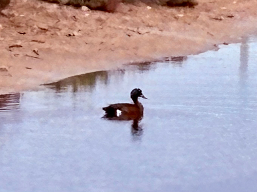 Chestnut Teal
