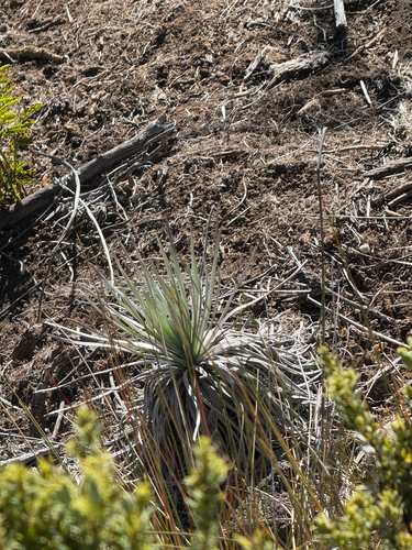 Argyroxiphium kauense observed 2025-01-08