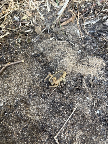 Mediterranean Checkered Scorpion