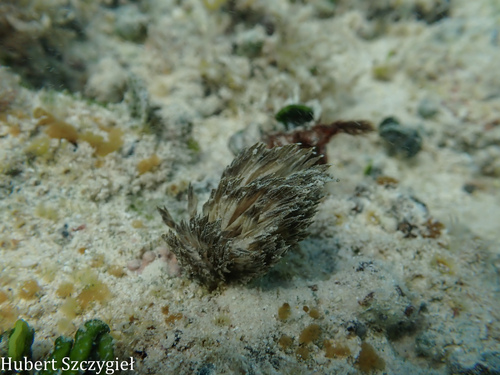 Symploca hydnoides, 2024-12-07