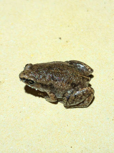 Cape York Whistling Frog, Austrochaperina gracilipes