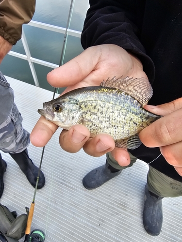 Black Crappie, Sturgeon County, AB T8R 2G4, Canada, photo 10 of 10