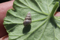 Cochlicella