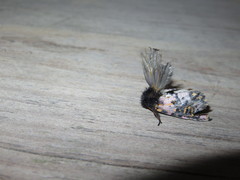 Xanthopastis moctezuma