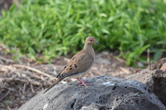 Zenaida macroura clarionensis
