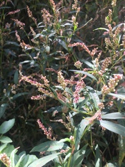 Persicaria