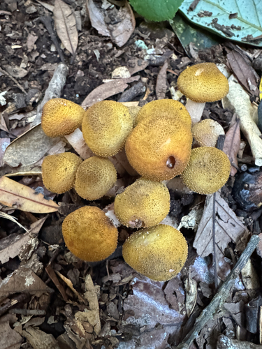 Armillaria limonea